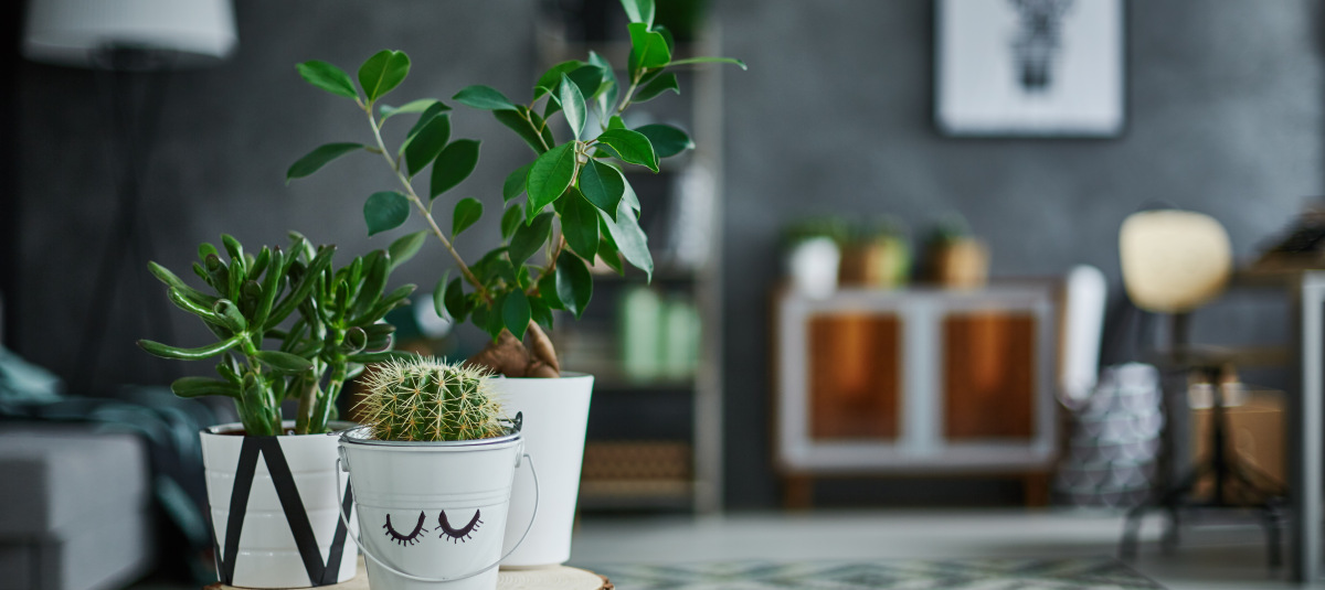 appartement neuf Mundolsheim