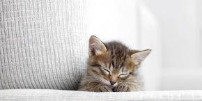 shutterstock_95415232